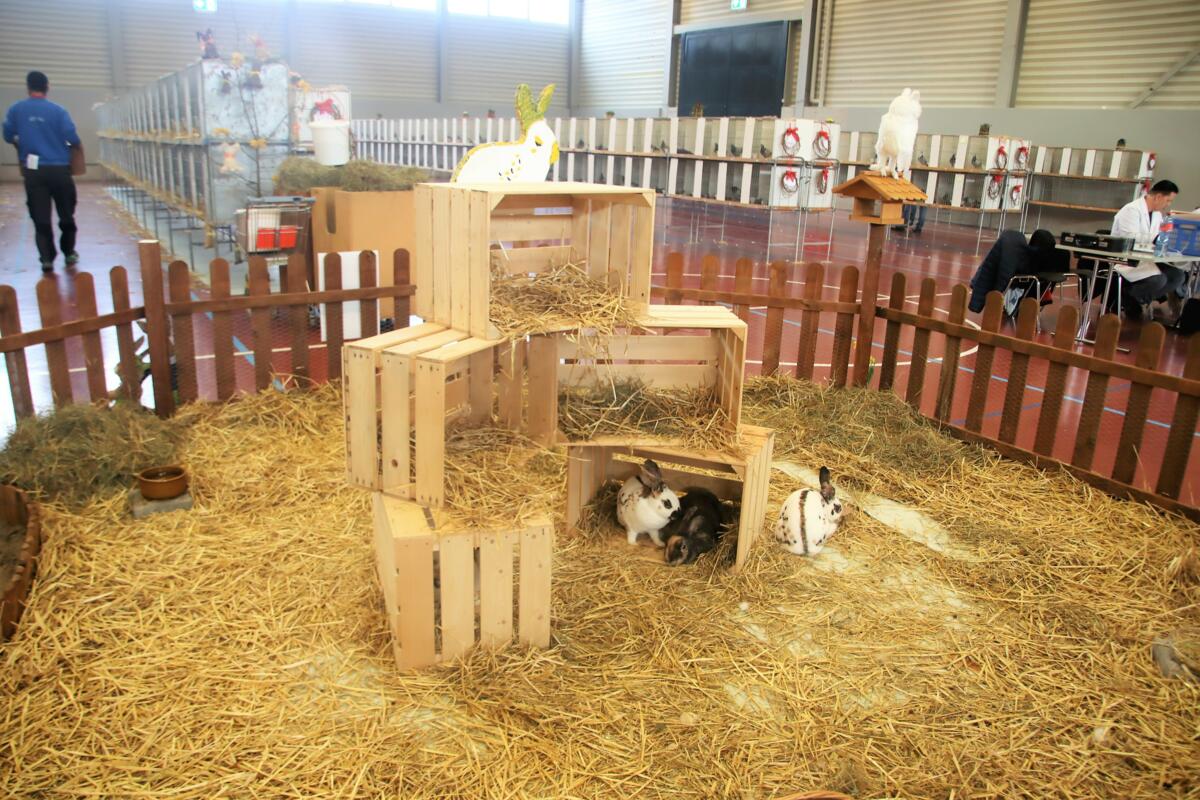 In der Sonderausstellung wurde die Winterthurer Rasse Schweizer Dreifarben – Kleinschecke gewürdigt.