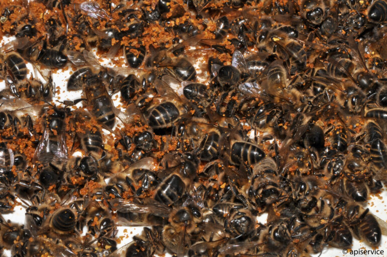 Winterverlust_Bienen_apiservice_D