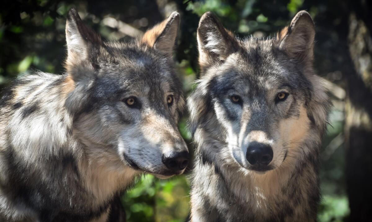 Bundesrat setzt präventive Rudelregulierung beim Wolf in Kraft