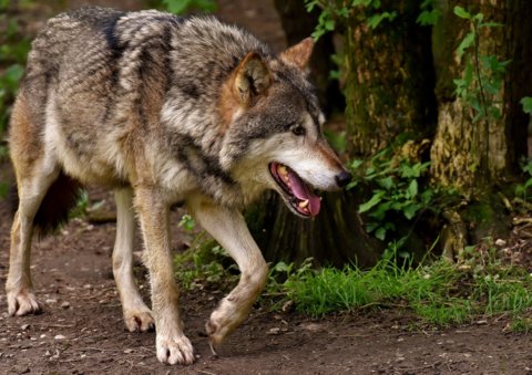 wolf-3151876_1920