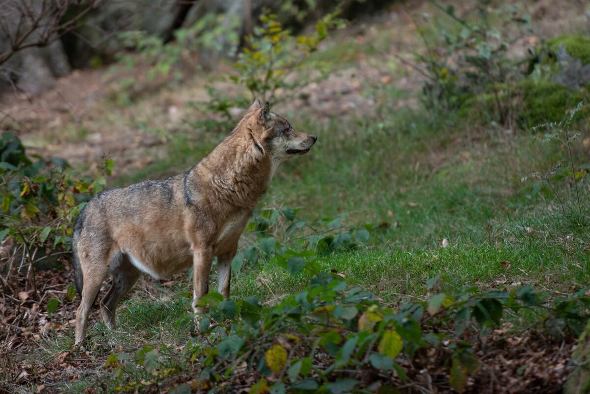 Bundesrat genehmigt revidierte Jagdverordnung