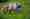 wolf-4304188_1920