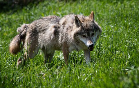 wolf-4304188_1920