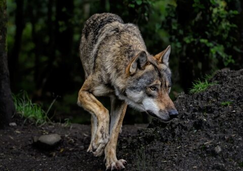 wolf-8199785_1280