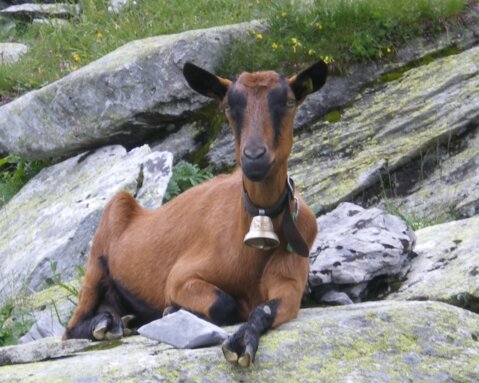 Ziege_draussen