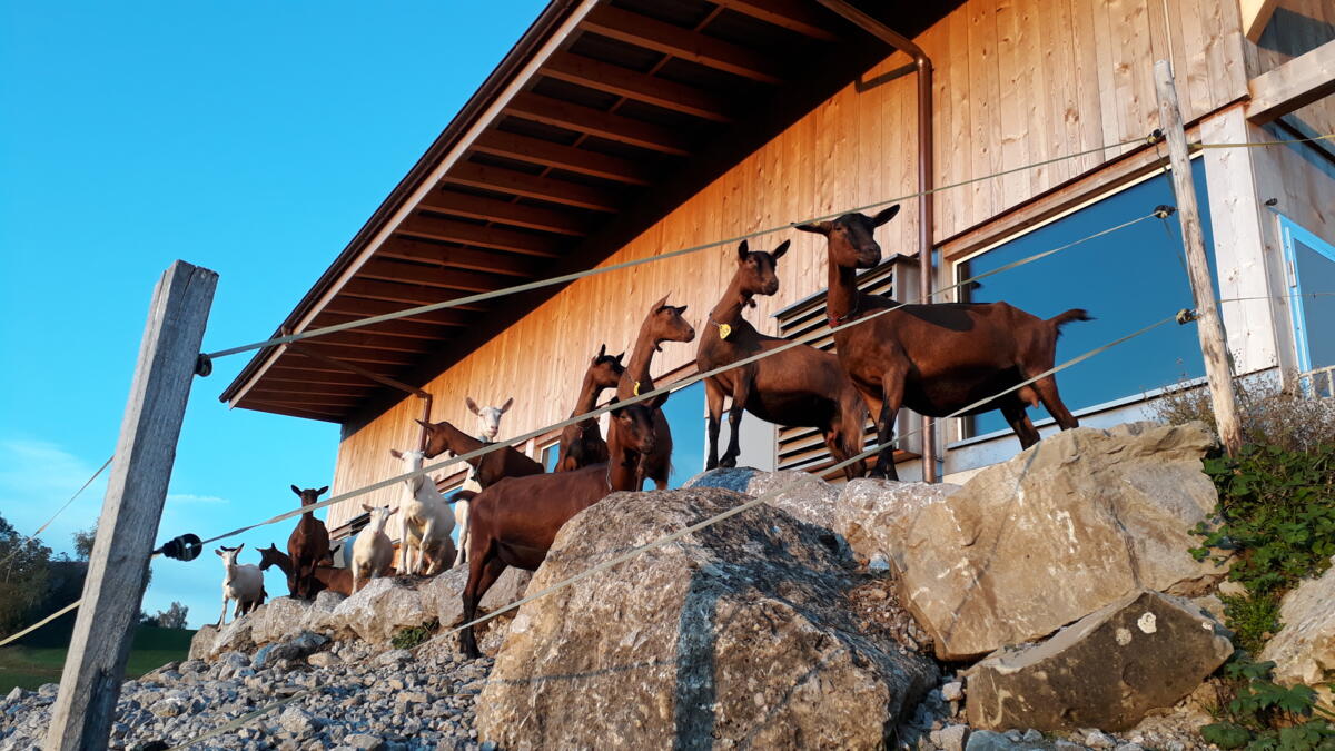 Identitas encaissera aussi les cotisations des détenteurs de moutons et de chèvres