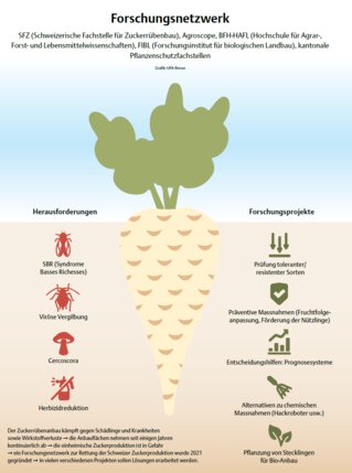 Zuckerrübe_052022_D