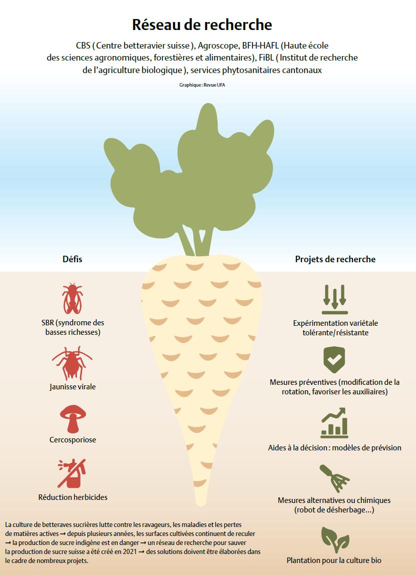 Sur tous les fronts pour la betterave