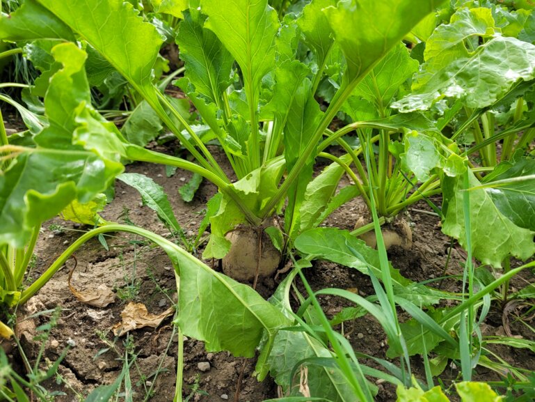 Zuckerrübe_K_Kempf_F