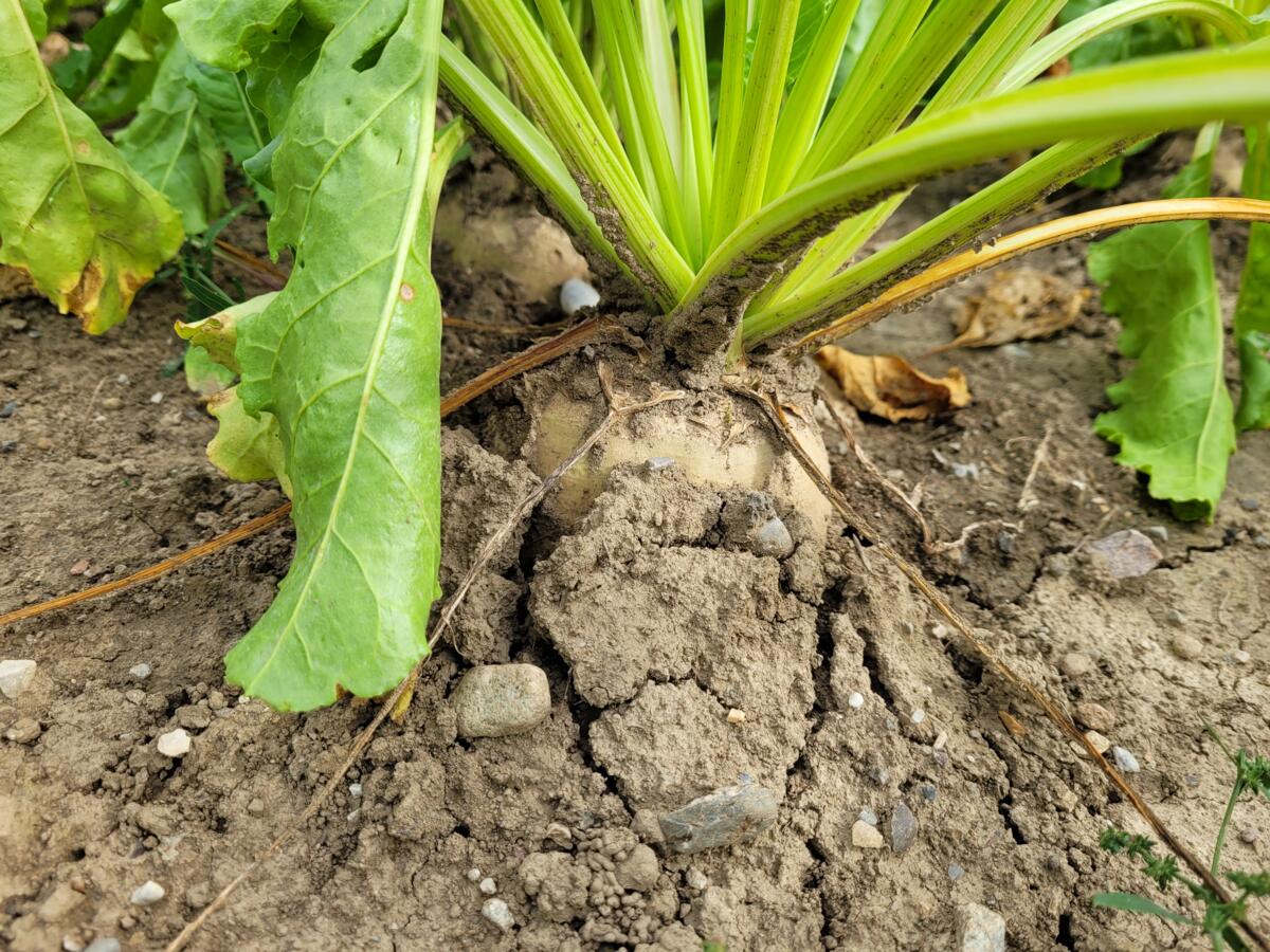 Après un recul de la culture de betteraves sucrières ces dernières années, les surfaces de betteraves augmentent à nouveau légèrement.