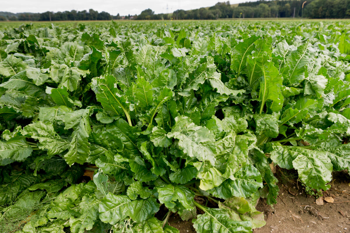 Une rotation culturale ajustée à grande échelle réduit fortement la population de cicadelles et la pression de la maladie.