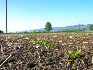 zuckerrueben-keimung-bis-4-blatt-6_large