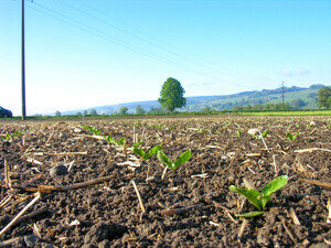 zuckerrueben-keimung-bis-4-blatt-6_large