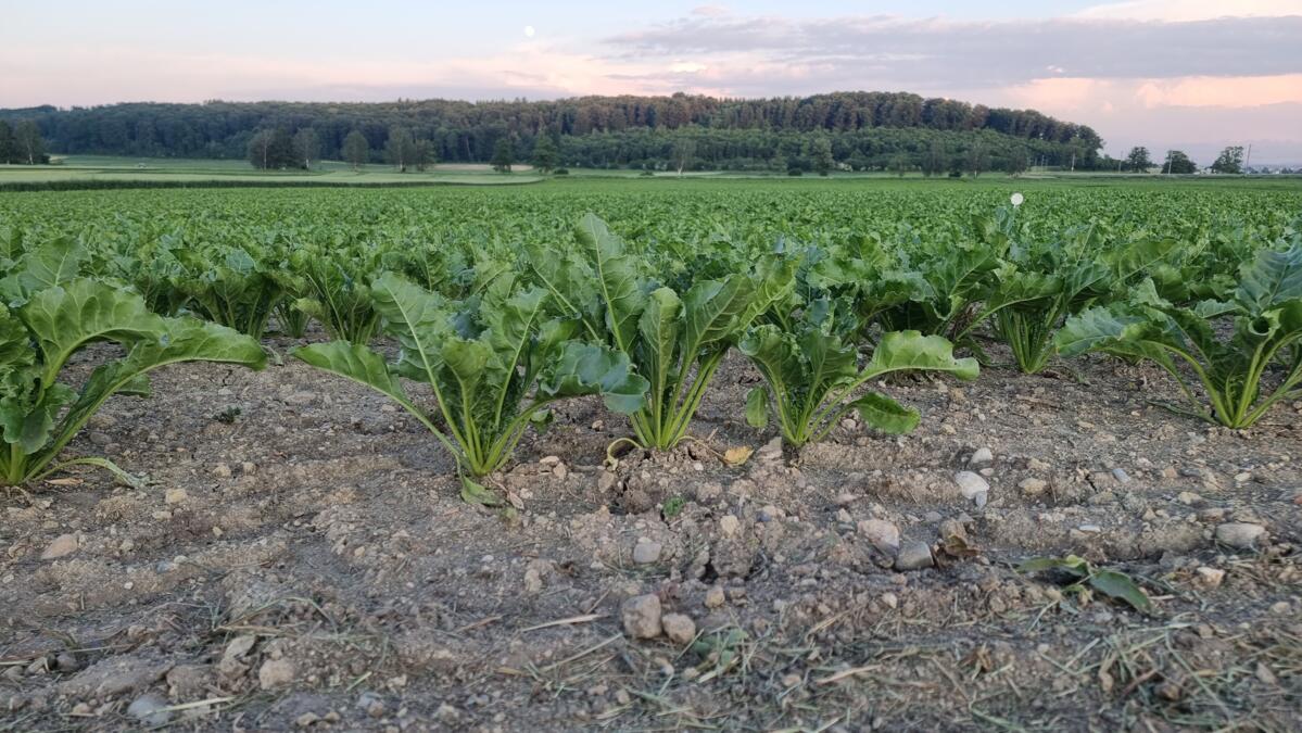 Rüben nahe Aarberg.