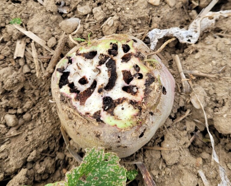 Zuckerrüben_Rüsselkäfer_CBS