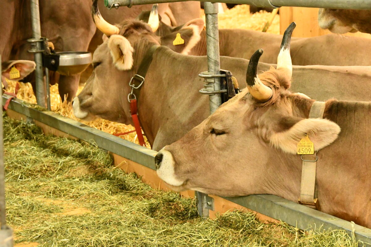 Die Kühe sind zufrieden.