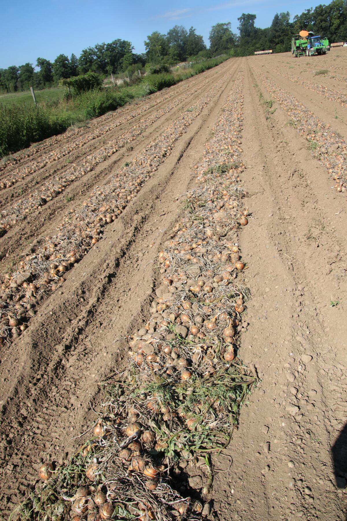 Die Zwiebeln sind wie man es seit Generationen macht, nach dem Roden zum Trocknen an die Schwad gelegt worden, damit sie später maschinell aufgenommen w...