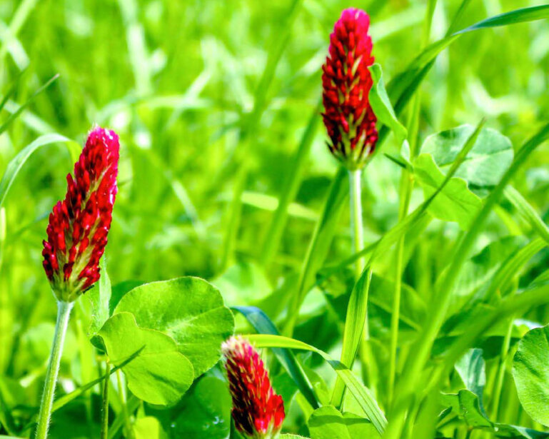 Le mélange UFA Lolinca contient du trèfle incarnat, du trèfle violet, du ray-grass Westerwold et du ray-grass italien.