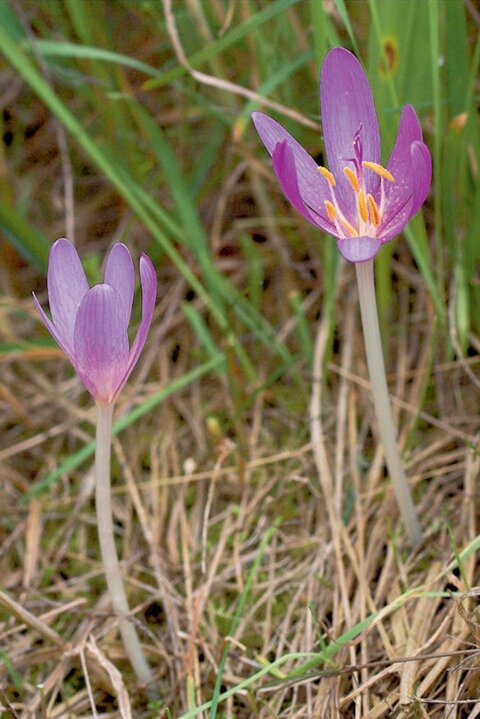 4462011_image_5_53.jpg