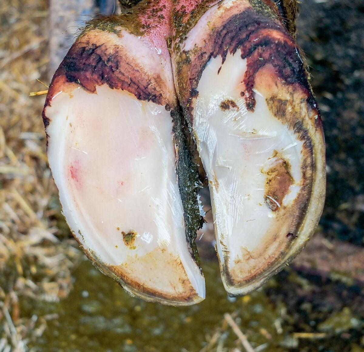 Einblutungen in der Sohle werden nach sechs bis acht Wochensichtbar. 