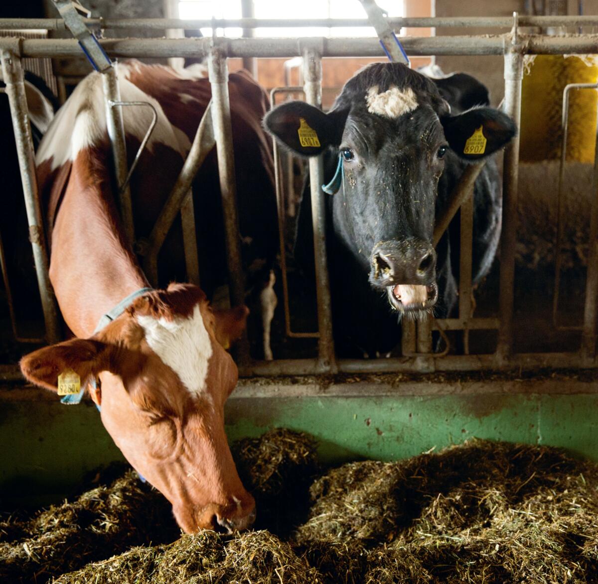 Die Fütterungsstrategie hat einen Einfluss auf das Einkommen.