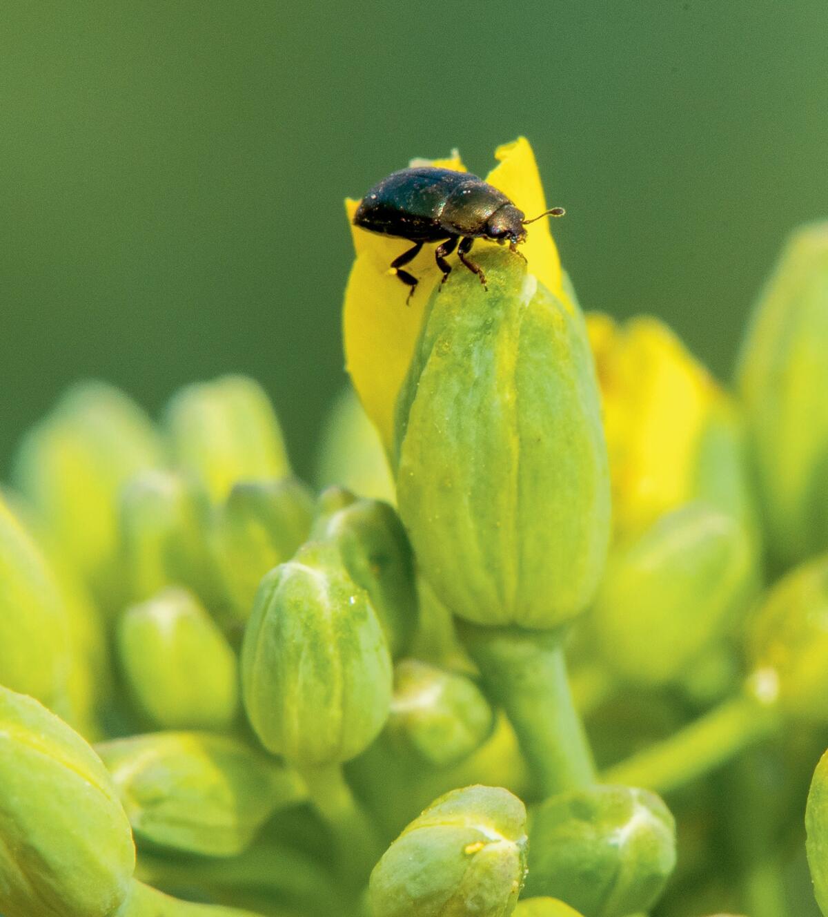 Rapsglanzkäfer auf einer Rapsblüte.