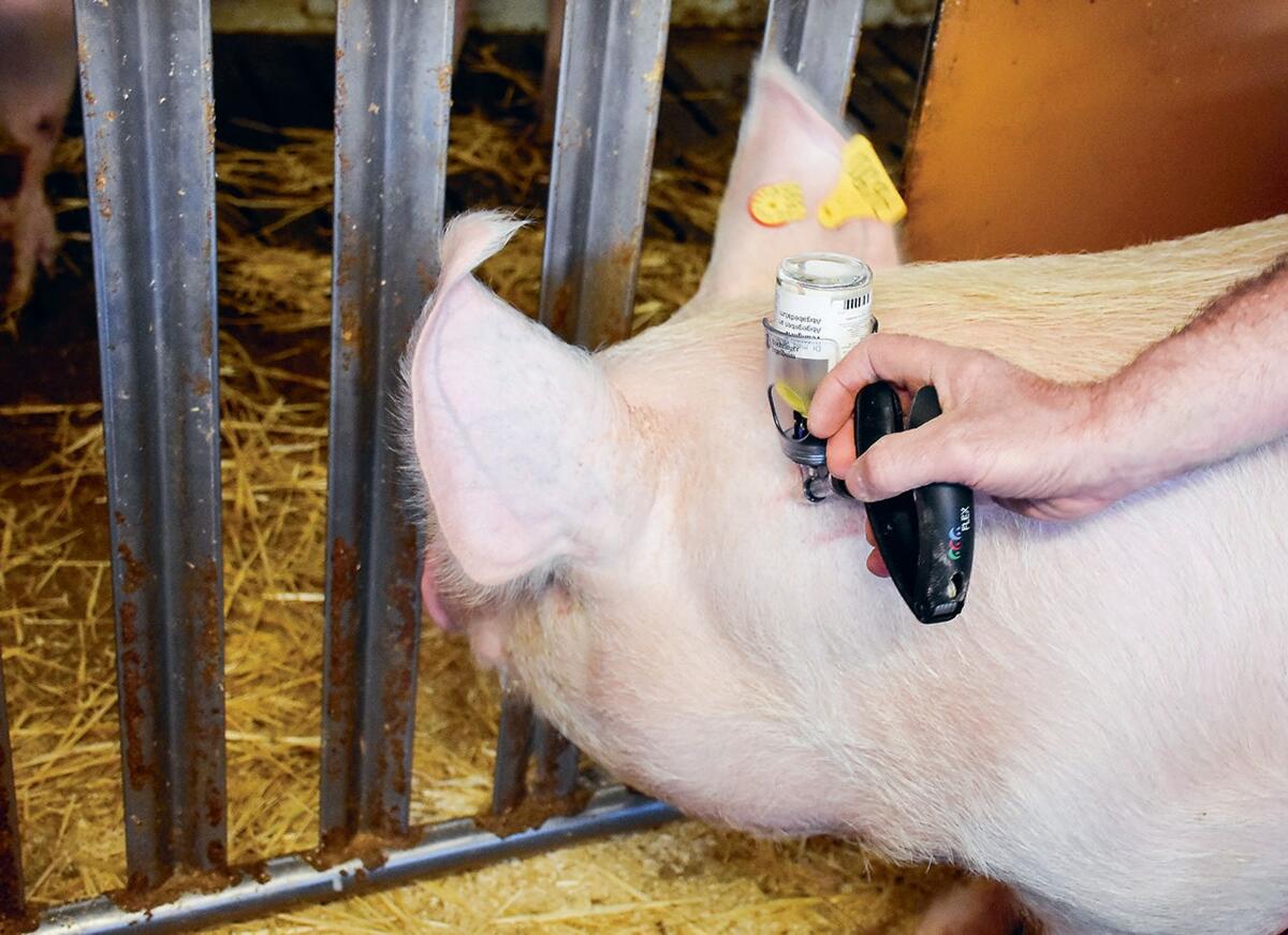 Impfungen zur Gesunderhaltung des Bestandes haben sich in der Schweinehaltung etabliert. 