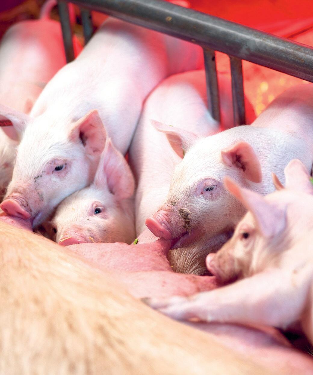 Jager, die zu Beginn des Jahres verkauft werden, erreichen dreimal so hohe Preise wie Ferkel, die den Betrieb im Herbst verlassen. 