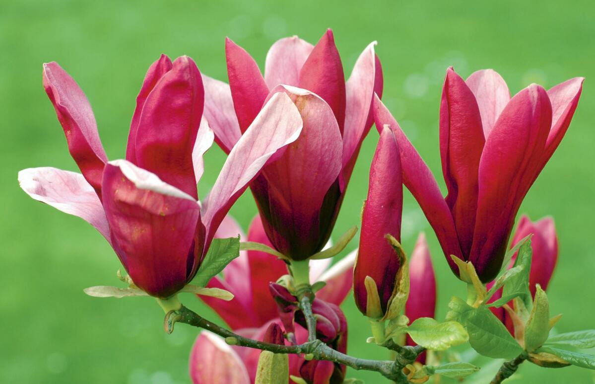 Die besonders frostharte «Nigra» blüht im Mai – und ein zweites Mal im Herbst.