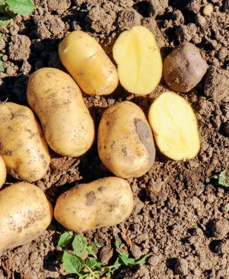 Kartoffeln haben einen hohen Kaliumbedarf