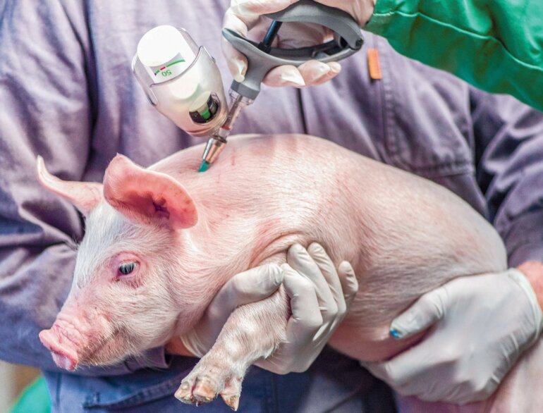 Ferkel werden oft gegen Circoviren und Lawsonien geimpft. 