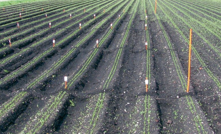 Die Unkrautbekämpfung in Rüebli muss künftig ohne linuronhaltige Produkte auskommen.