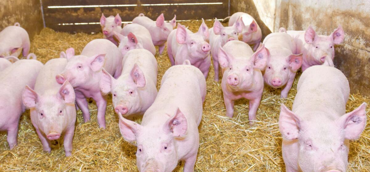 Phasengerechte Fütterung bei Mastschweinen