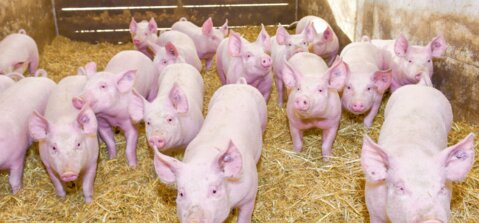 Phasengerechte Fütterung bei Mastschweinen