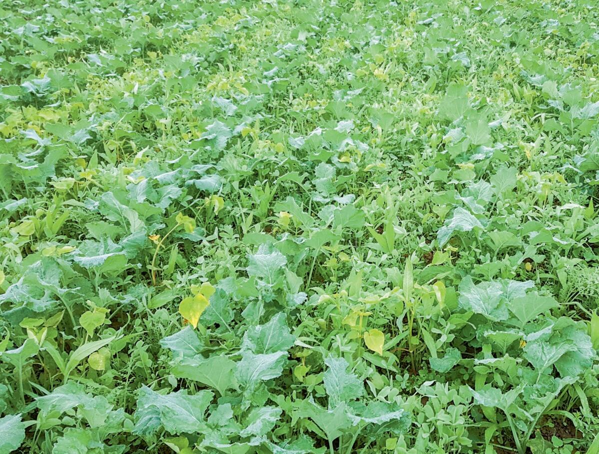 Raps mit der Untersaatmischung UFA Colzafix.