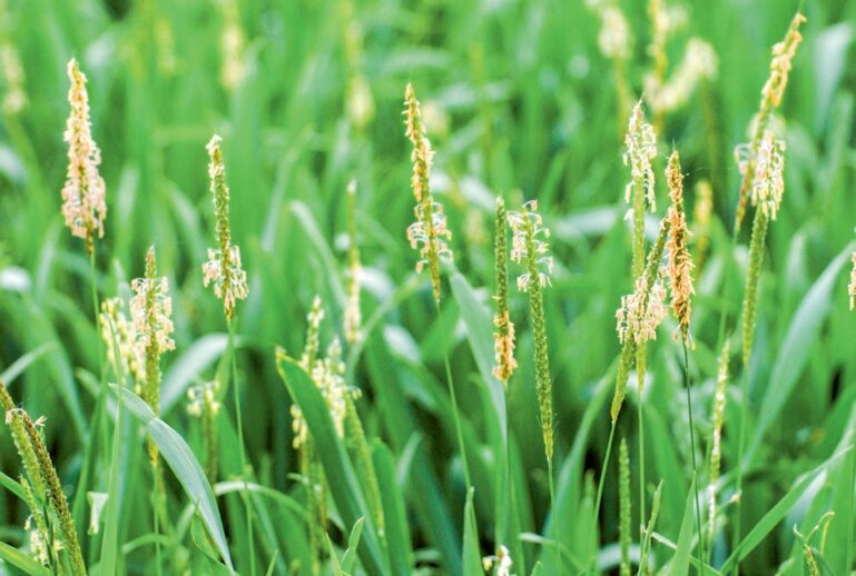 Die Herbizidresistenz von Ackerfuchsschwanz ist eine der grössten Herausforderungen bei der Unkrautbekämpfung.