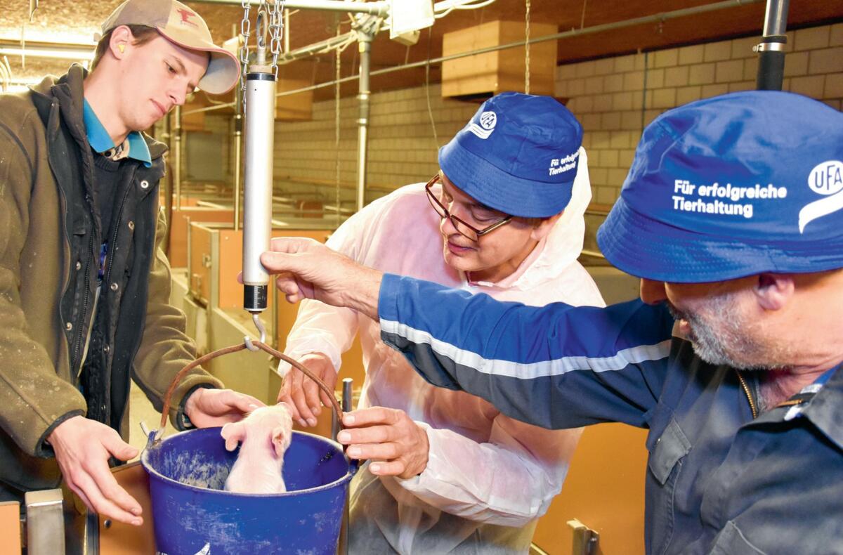 Ausgeglichene und hohe Geburtsgewichte sorgen für mehr abgesetzte Ferkel pro Wurf.