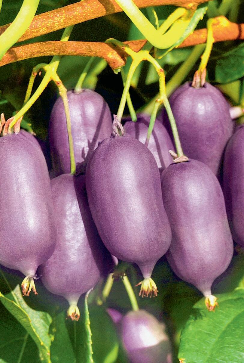 Augen- und Gaumenschmaus: Die Schale und das aromatische Fruchtfleisch der Arguta-Kiwi «Kens Red» sind violett.