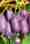 Augen- und Gaumenschmaus: Die Schale und das aromatische Fruchtfleisch der Arguta-Kiwi «Kens Red» sind violett.