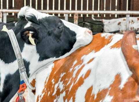 Ist der Embryo zu schwach, um sich bemerkbar zu machen, wird die Kuh wieder brünstig.