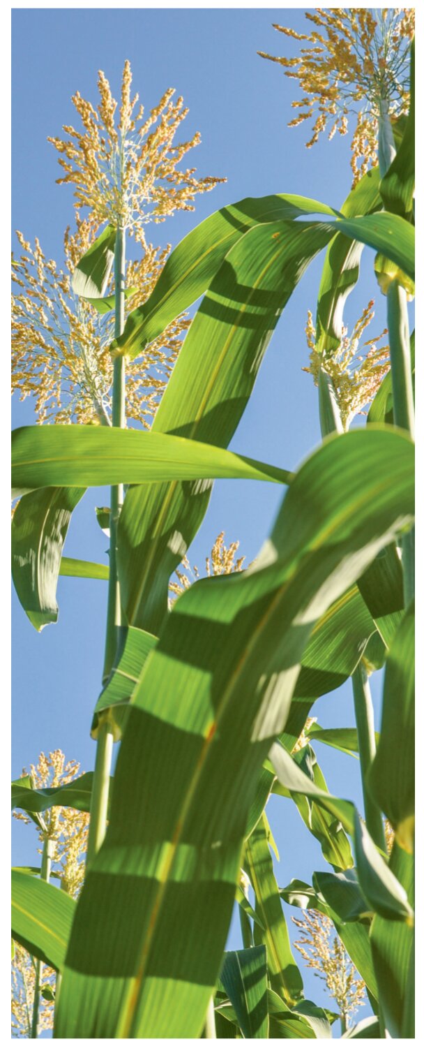 Sorghum kann eine Alternative zu Silomais sein 