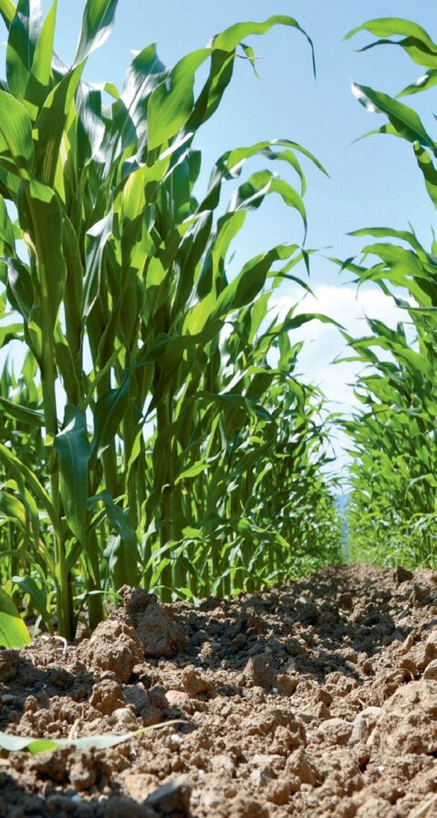 In den UFA-Samen Silomaisversuchen beträgt der durchschnittliche Ertrag der mittelfrühen Sorten 200 dt TS/ha.