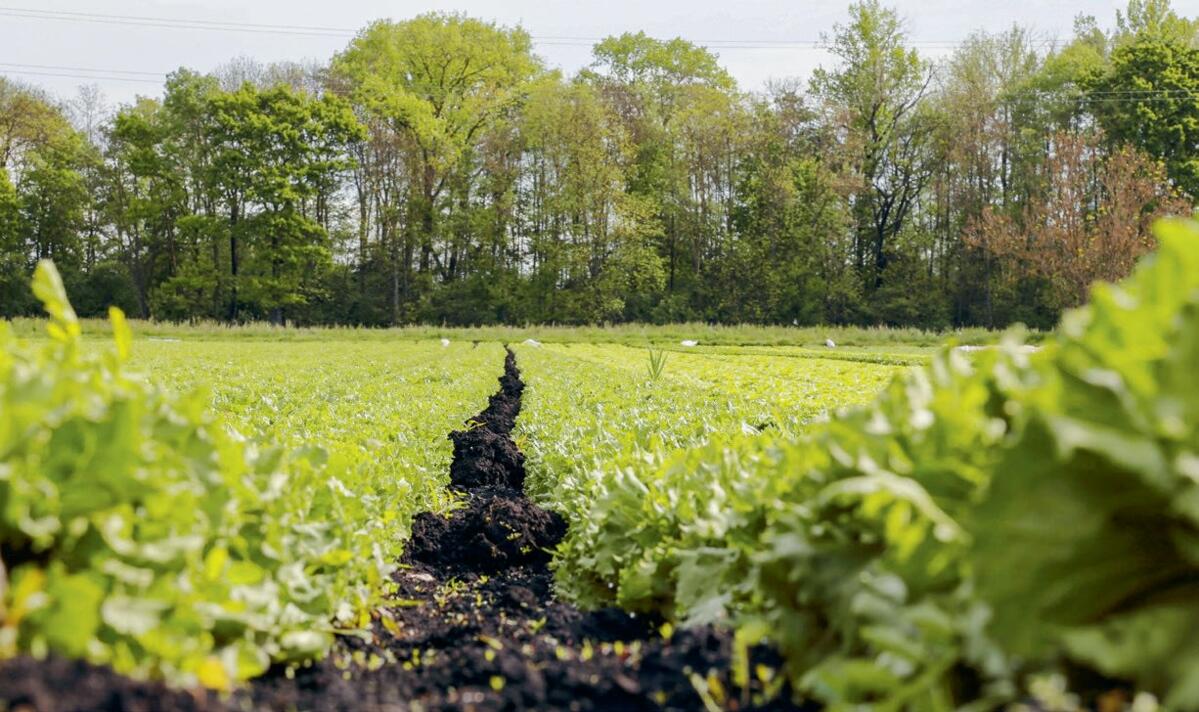 Früher Sumpfgebiet – heute fruchtbares Kulturland. 