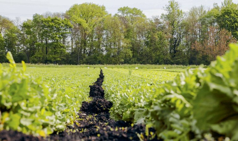 Früher Sumpfgebiet – heute fruchtbares Kulturland. 