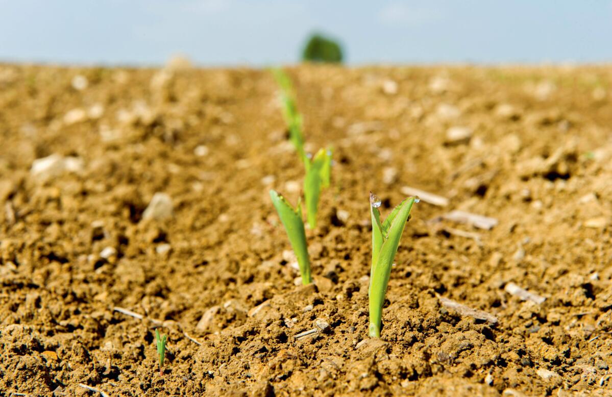 Mais benötigt eine gute Bodenstruktur. Eine ausreichende Kalkversorgung schafft ein stabiles Bodengefüge. 