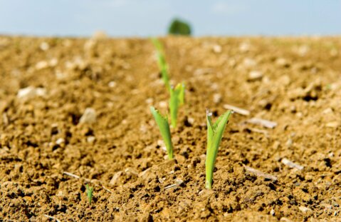 Mais benötigt eine gute Bodenstruktur. Eine ausreichende Kalkversorgung schafft ein stabiles Bodengefüge.
