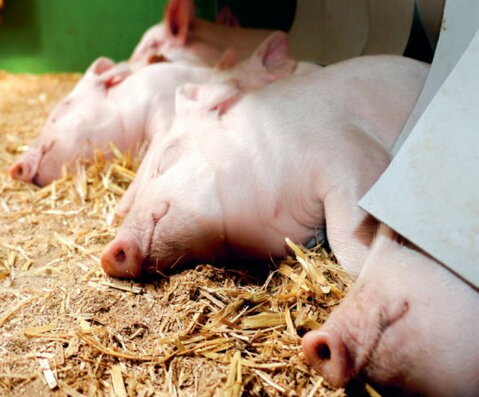 Schweine in der Jagerkiste