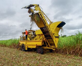 Zuckerrohrernte in Kuba. 