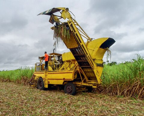 Zuckerrohrernte in Kuba. 