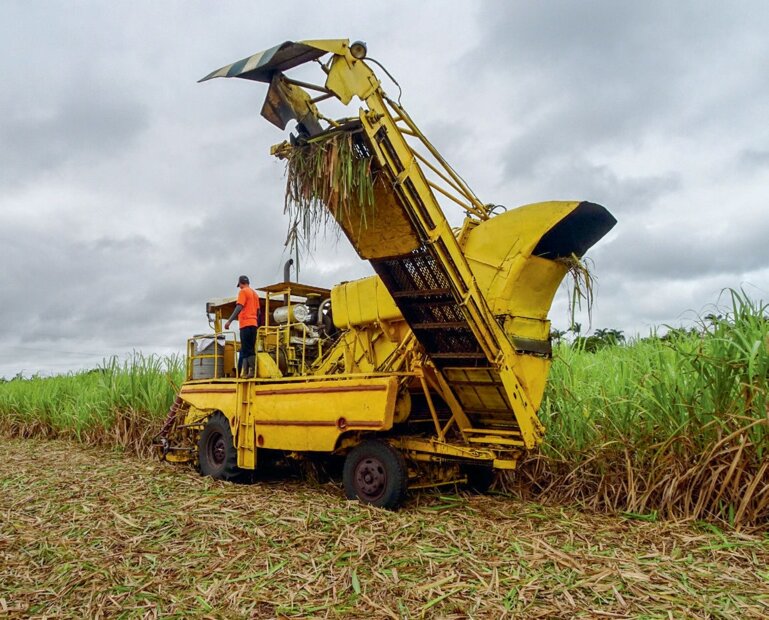 Zuckerrohrernte in Kuba. 